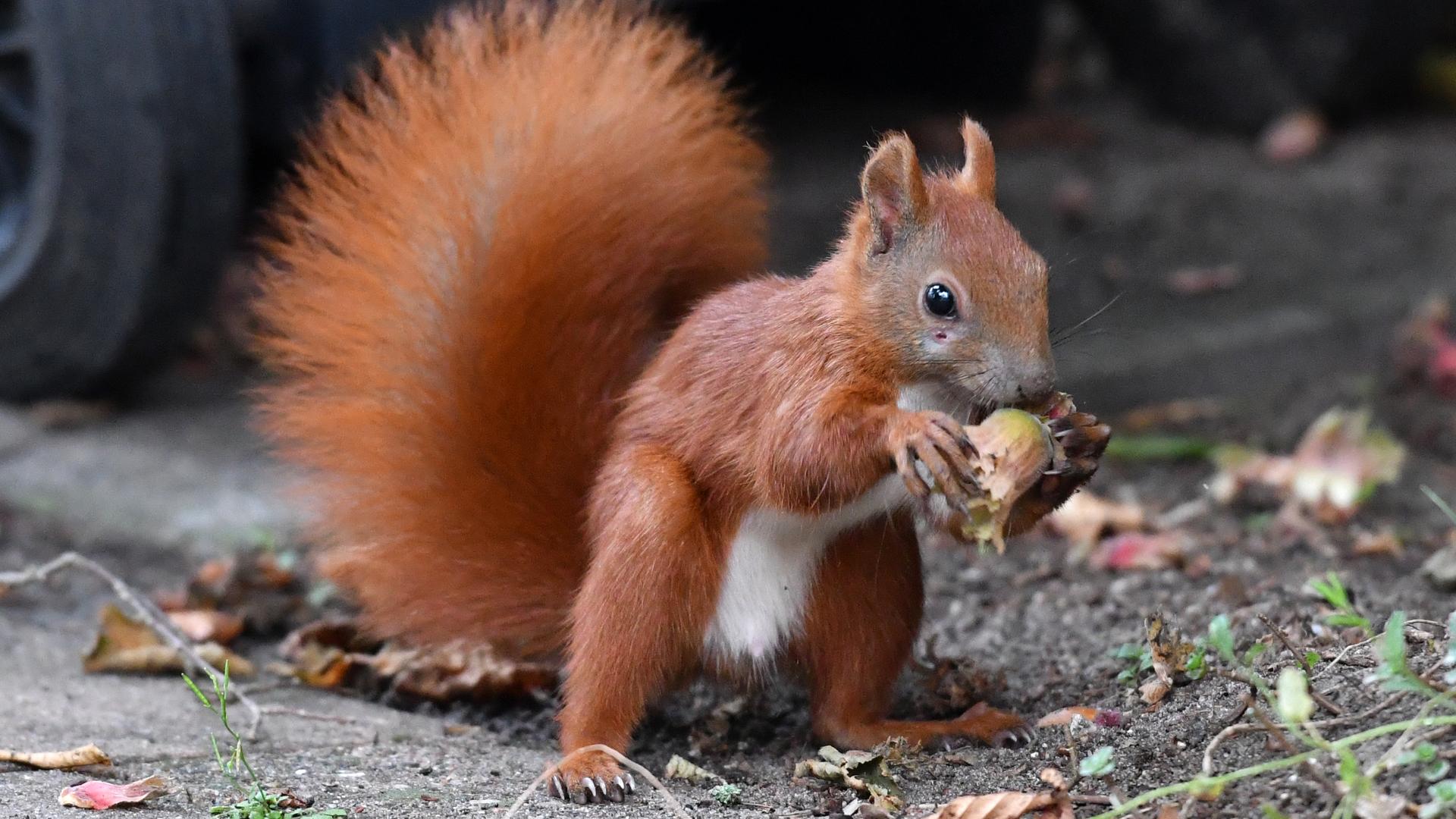 Ein Eichhörnchen nagt an einer Haselnuss. 