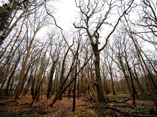 Bäume stehen im Naturschutzgebiet Orrer Wald.