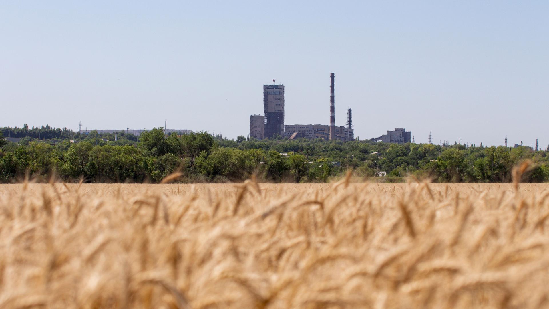Ukraine-Krieg - Nasa: Russland hat ukrainischen Weizen in Milliardenwert geerntet