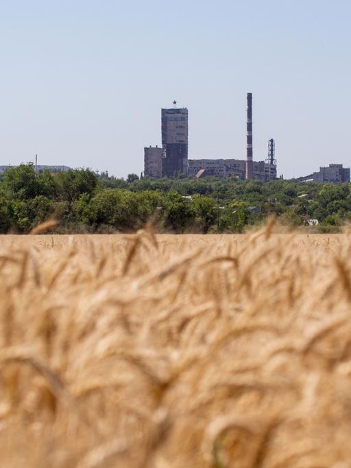 Ein Weizenfeld im Vordergrund, dahinter die Stadt Lugansk in der Ukraine.