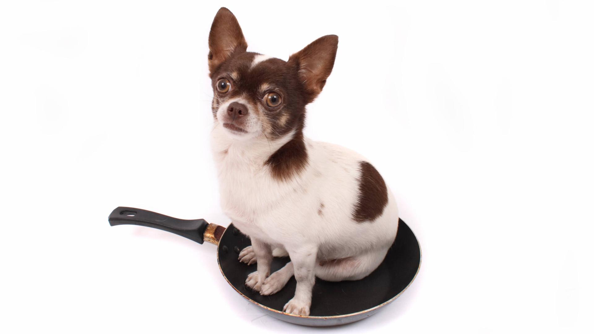 Ein kleiner braun-weißer Hund (Chihuahua) sitzt in einer Pfanne und schaut mit großen Augen in die Kamera. Der Hintergrund ist weiß. Ein kleiner braun-weißer Hund (Chihuahua) sitzt in einer Pfanne und schaut mit großen Augen in die Kamera. Der Hintergrund ist weiß.