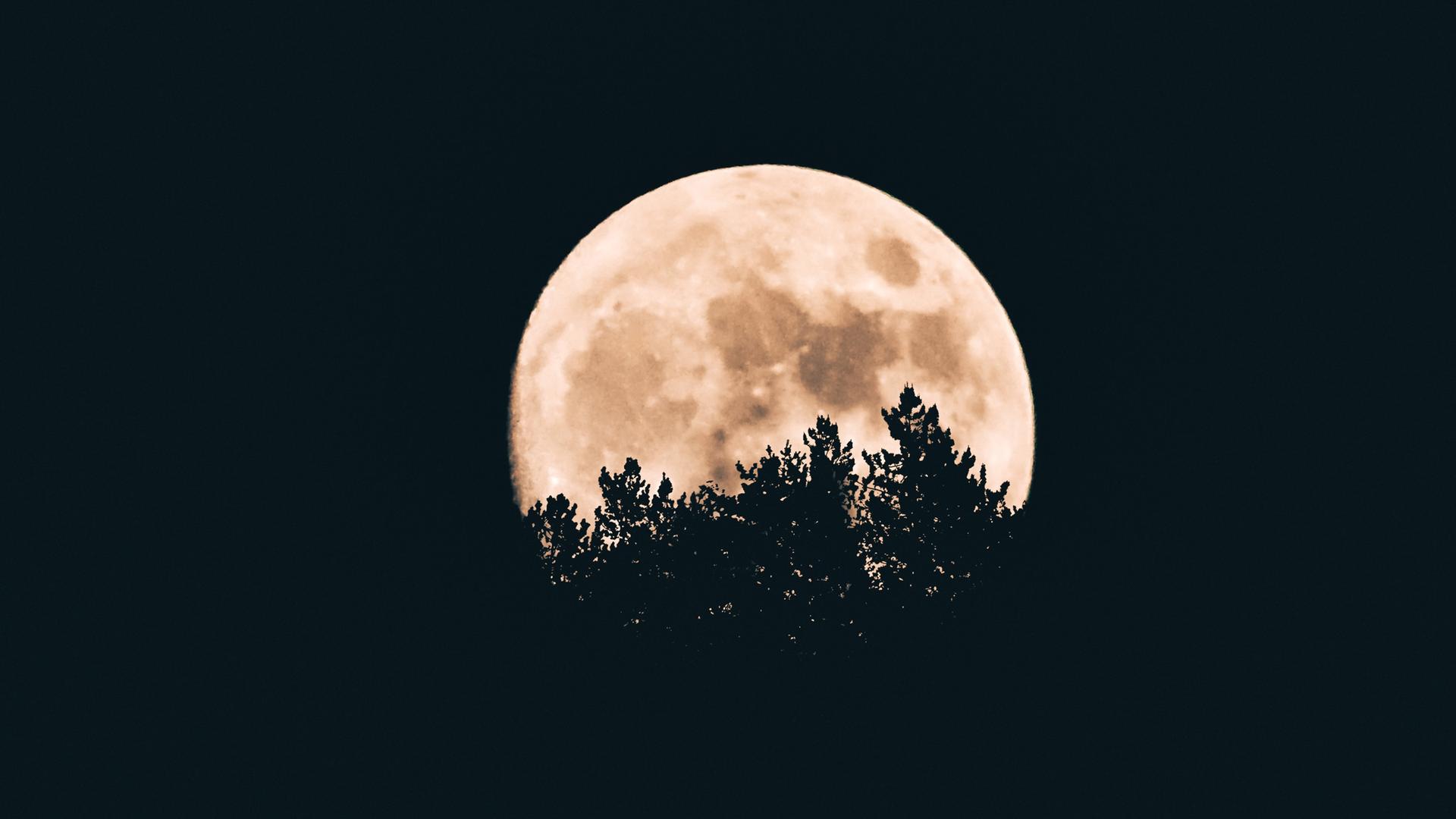 Ein großer Vollmond steht hinter Wipfeln von Laubbäumen, die sich als dunkle Schatten am Mond abheben. Ein großer Vollmond steht hinter Wipfeln von Laubbäumen, die sich als dunkle Schatten am Mond abheben.