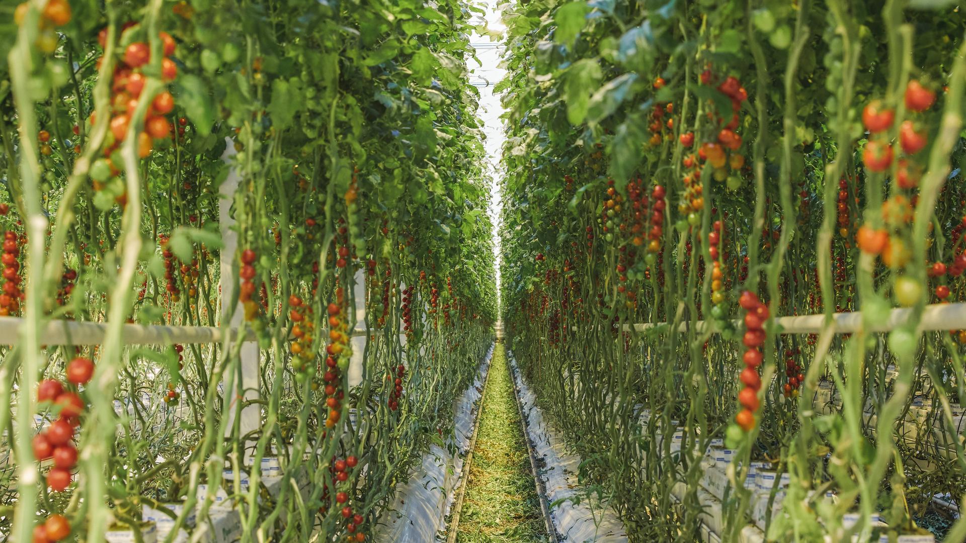 In einem Gewächshaus wachsen Tomaten.