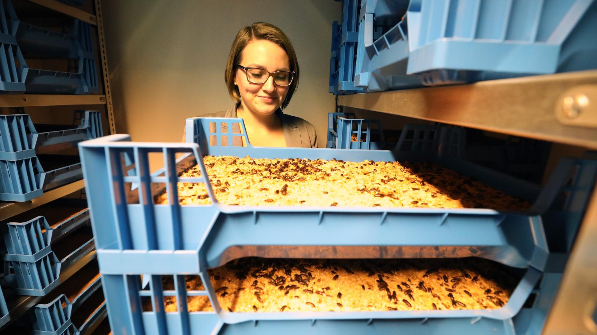 Raijana Schiemann, Biologin und Geschäftsführerin des StartUp-Unternehmens INOVA Protein, steht in einer Klimakammer mit der Pilotanlage zur Produktion von Mehlwürmern zur Gewinnung von Insektenmehl für Lebensmittel. Raijana Schiemann, Biologin und Geschäftsführerin des StartUp-Unternehmens INOVA Protein, steht in einer Klimakammer mit der Pilotanlage zur Produktion von Mehlwürmern zur Gewinnung von Insektenmehl für Lebensmittel.