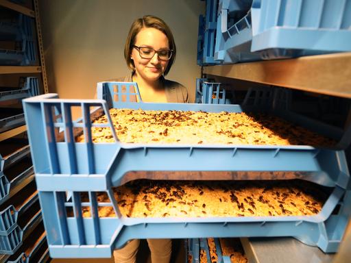 Raijana Schiemann, Biologin und Geschäftsführerin des StartUp-Unternehmens INOVA Protein, steht in einer Klimakammer mit der Pilotanlage zur Produktion von Mehlwürmern zur Gewinnung von Insektenmehl für Lebensmittel. 