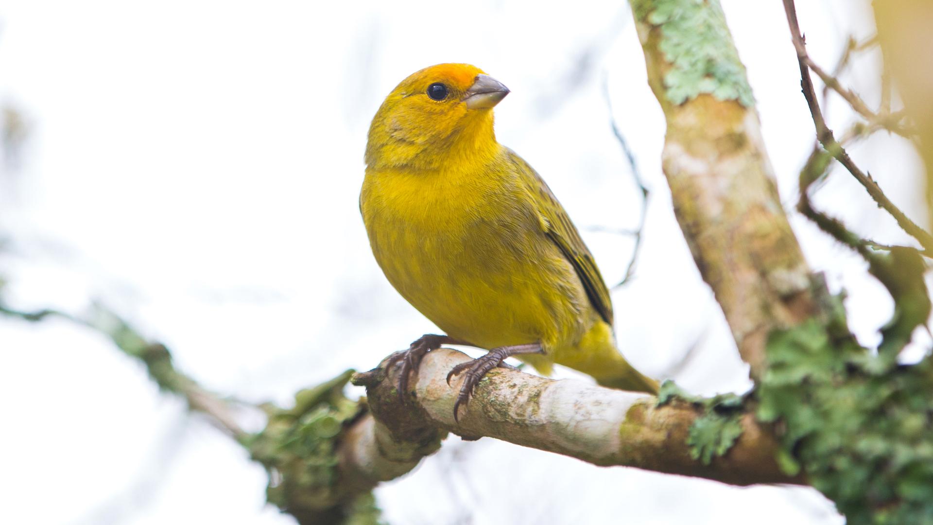 Ein gelber Kanarienvogel sitzt im Freien auf einem Ast. Ein gelber Kanarienvogel sitzt im Freien auf einem Ast.