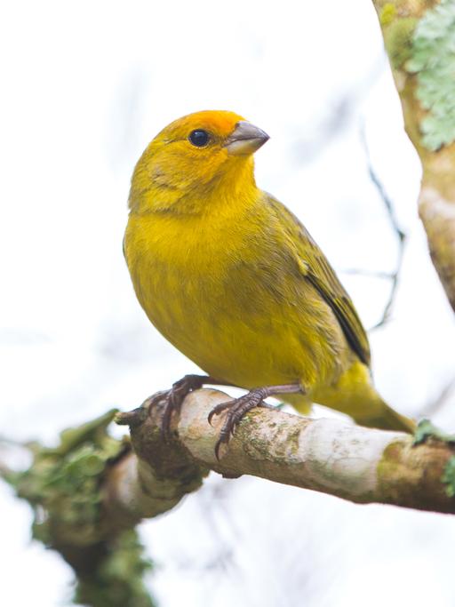 Ein gelber Kanarienvogel sitzt im Freien auf einem Ast.