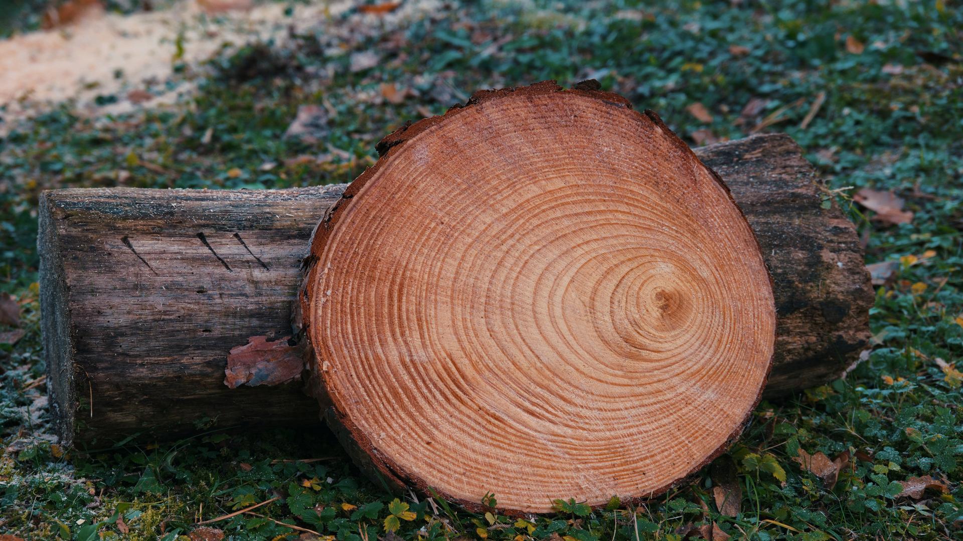 Der Autor lauscht mit Spezialmikrofonen in das Innere der Bäume. Zu sehen: Die Jahresscheibe eines Baumes leht an einem Baumstamm auf einem Waldboden. Der Autor lauscht mit Spezialmikrofonen in das Innere der Bäume. Zu sehen: Die Jahresscheibe eines Baumes leht an einem Baumstamm auf einem Waldboden.