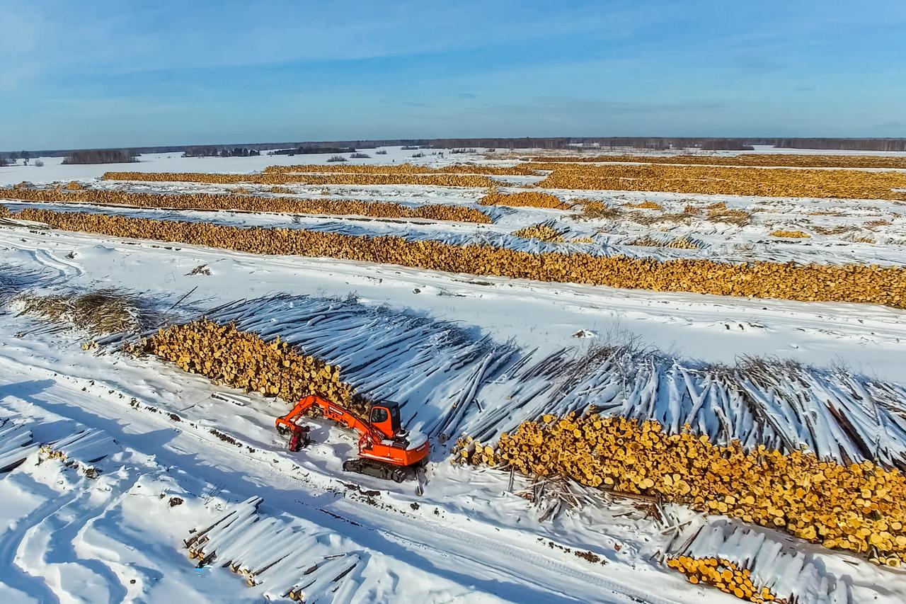 Unmengen an Baumstämmen liegen auf Schneebedeckter Landschaft unter blauem Himmel. Unmengen an Baumstämmen liegen auf Schneebedeckter Landschaft unter blauem Himmel.