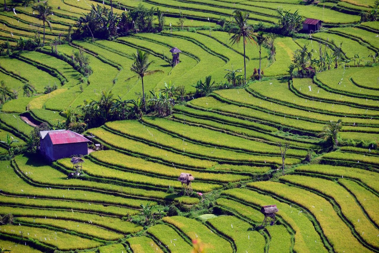 Sawah dan sawah di Bali, Indonesia.