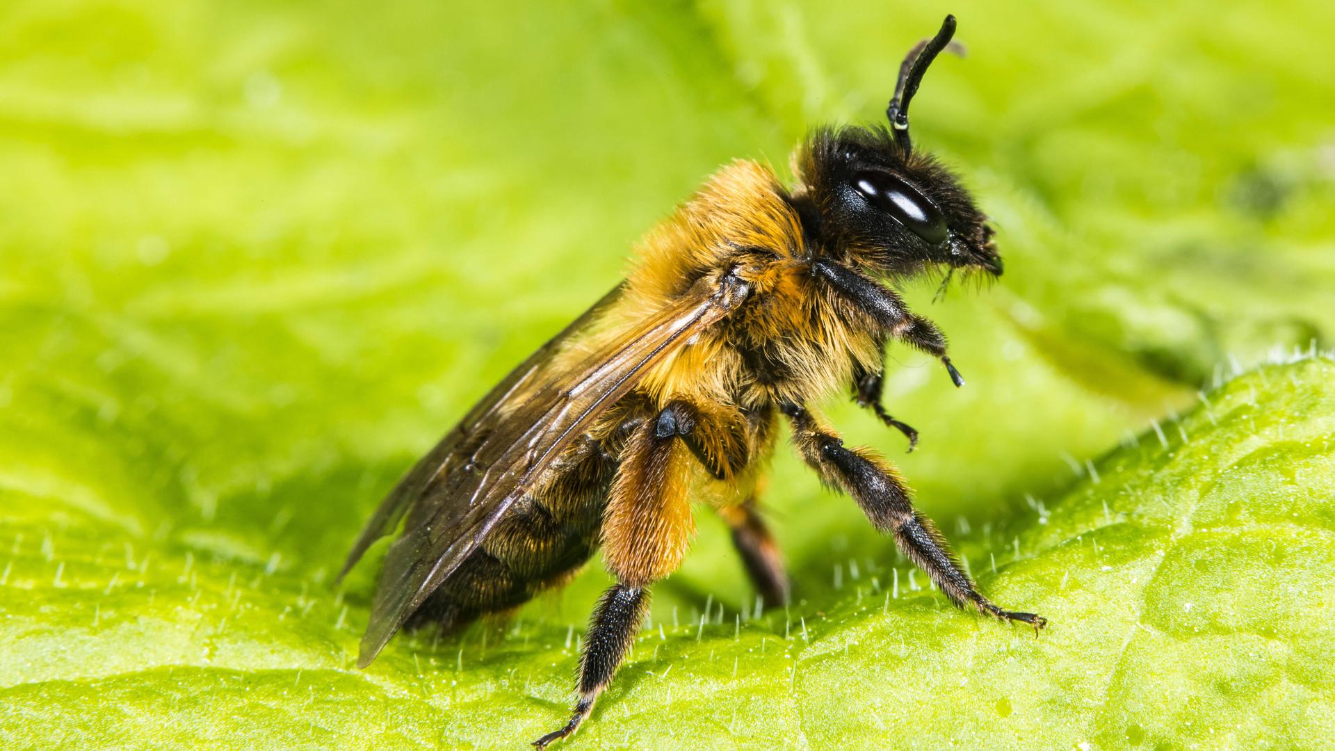 Ein Weibchen der Erzfarbige Düstersandbiene (Andrena nigroaenea) sitzt auf einem Blatt Ein Weibchen der Erzfarbige Düstersandbiene (Andrena nigroaenea) sitzt auf einem Blatt