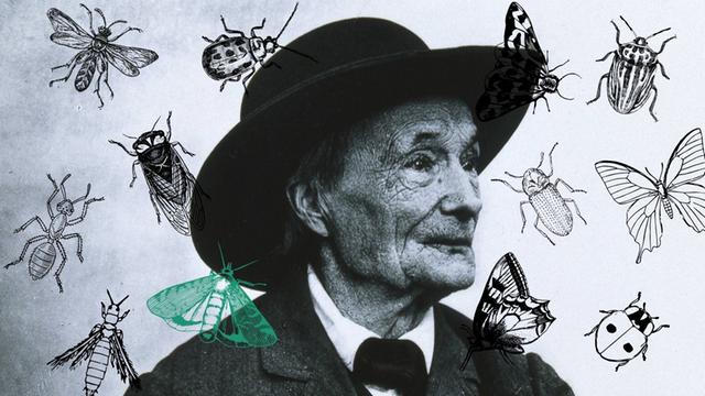 Collage vom Portrait Jean-Henri Fabre mit Insekten. 