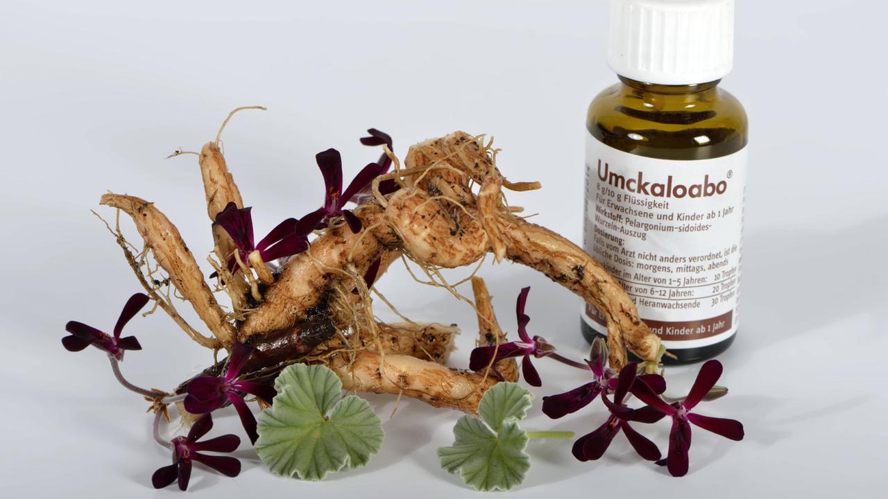 Eine Wurzel der Geranienart Pelargonium sidoides, daneben ein Fläschchen mit dem aus dem Extrakt hergestellten Medikament "Umckaloabo"