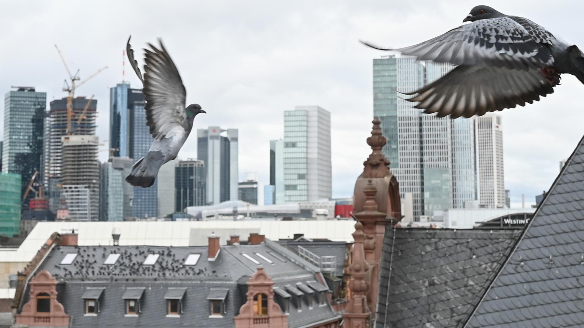 die weisse tauben fliegen nicht mehr