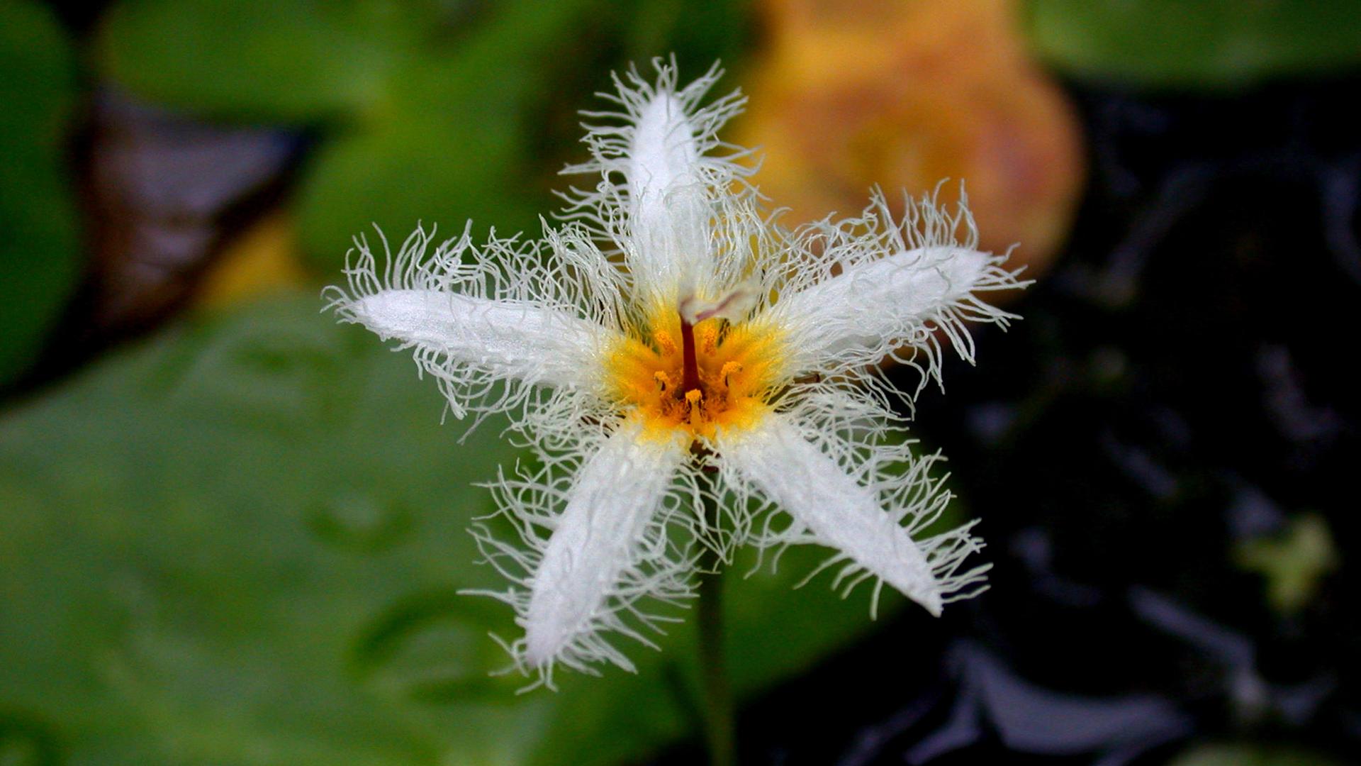 Humboldts Seekanne, Nymphoides humboldtiana, Nymphoides Humboldts Seekanne, Nymphoides humboldtiana, Nymphoides