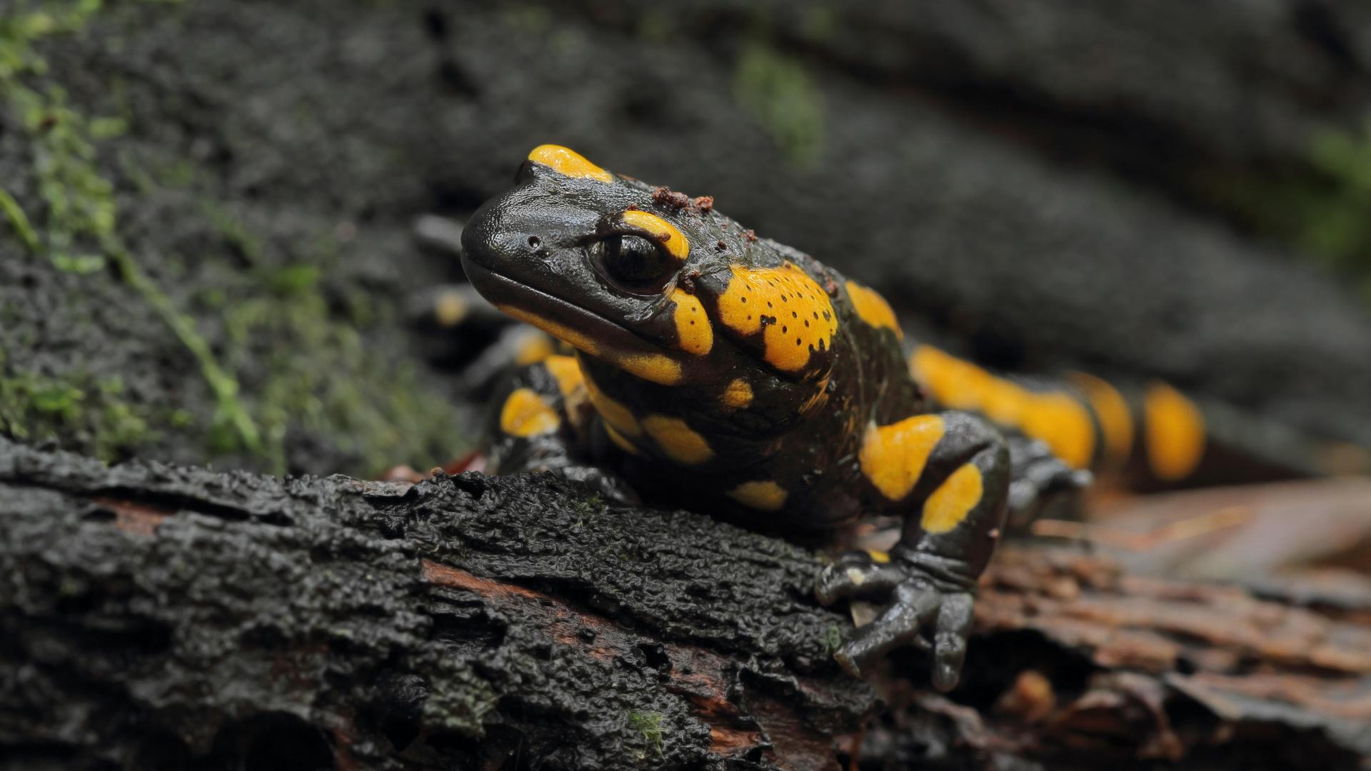Ein Feuersalamander auf einem Baumstamm Ein Feuersalamander auf einem Baumstamm