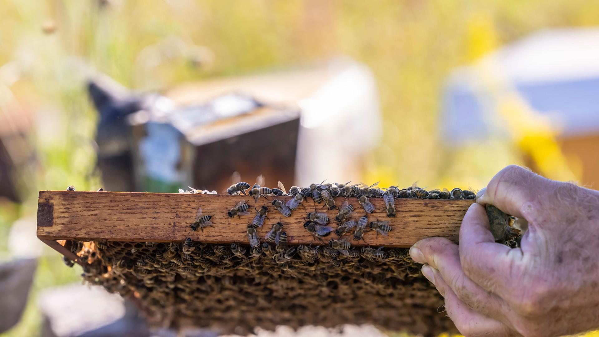 Imker mit Bienen und Beuten Imker mit Bienen und Beuten