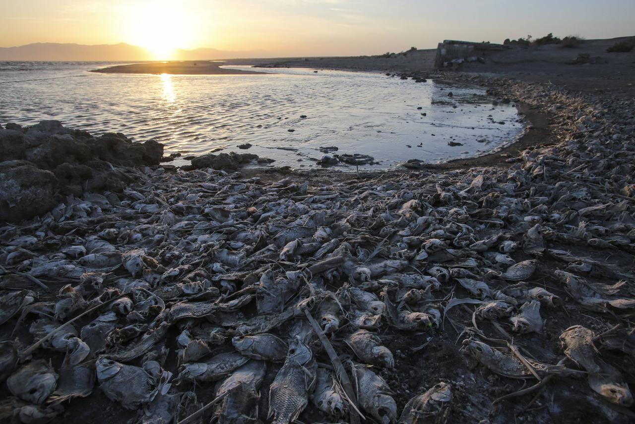 Bei Sonnenuntergang liegen am Ufer eines Sees in einer Bucht viele tote Fische am Strand.