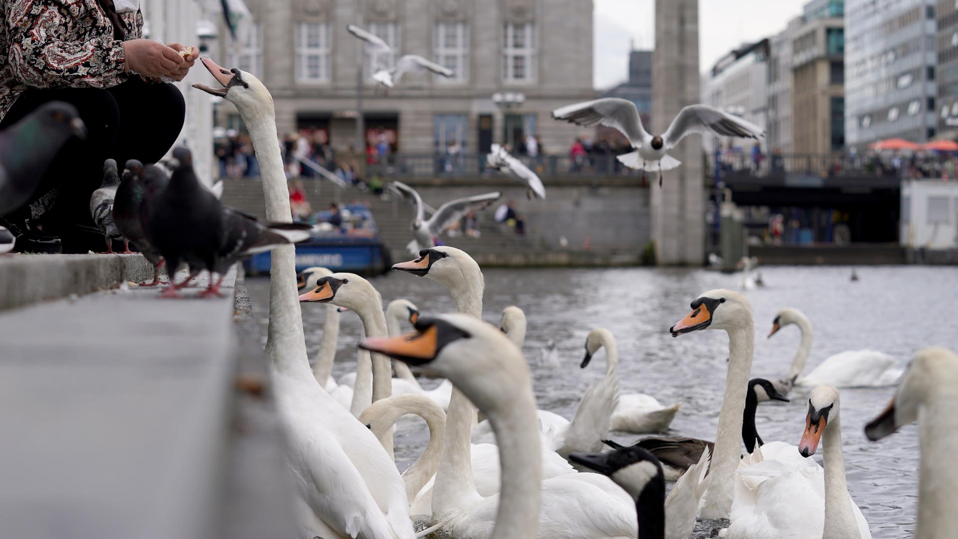 Passanten füttern Alsterschwäne und Möwen auf der Kleinen Alster. Passanten füttern Alsterschwäne und Möwen auf der Kleinen Alster.