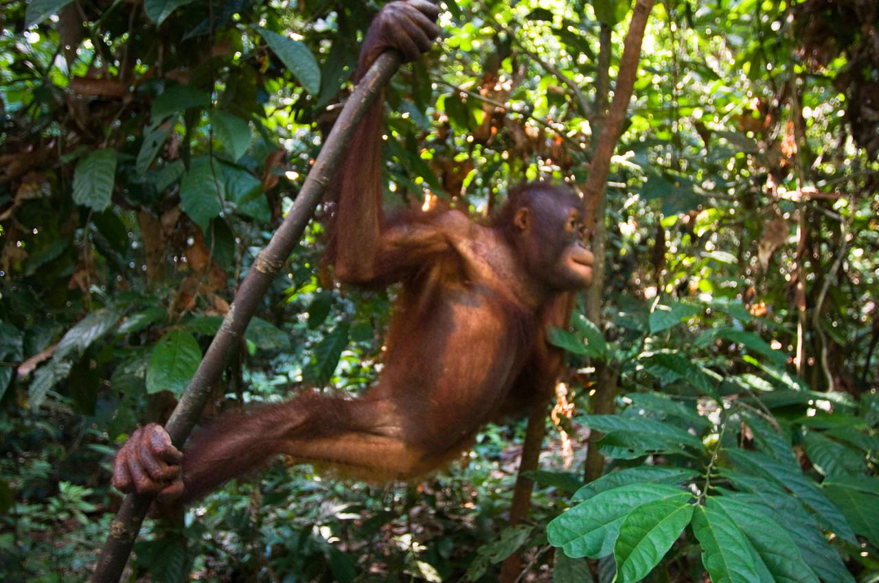 Ein Orang-Utan in einer Auffangstation auf Borneo in Malaysia. Der rot-braune Affe hängt an zwei Baumstämmen vor grünem Regenwald. Ein Orang-Utan in einer Auffangstation auf Borneo in Malaysia. Der rot-braune Affe hängt an zwei Baumstämmen vor grünem Regenwald.