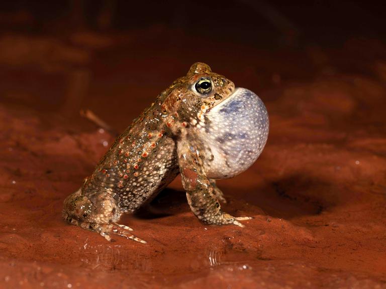 Balzendes Kreuzkröten-Männchen mit aufgeblähter Schallblase.