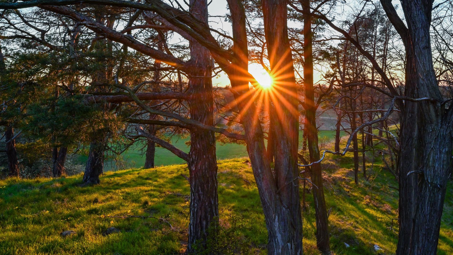 Die Abendsonne leuchtet durch die Äste von Bäumen auf einem Hügel am Rande des Oderbruchs. Die Abendsonne leuchtet durch die Äste von Bäumen auf einem Hügel am Rande des Oderbruchs.