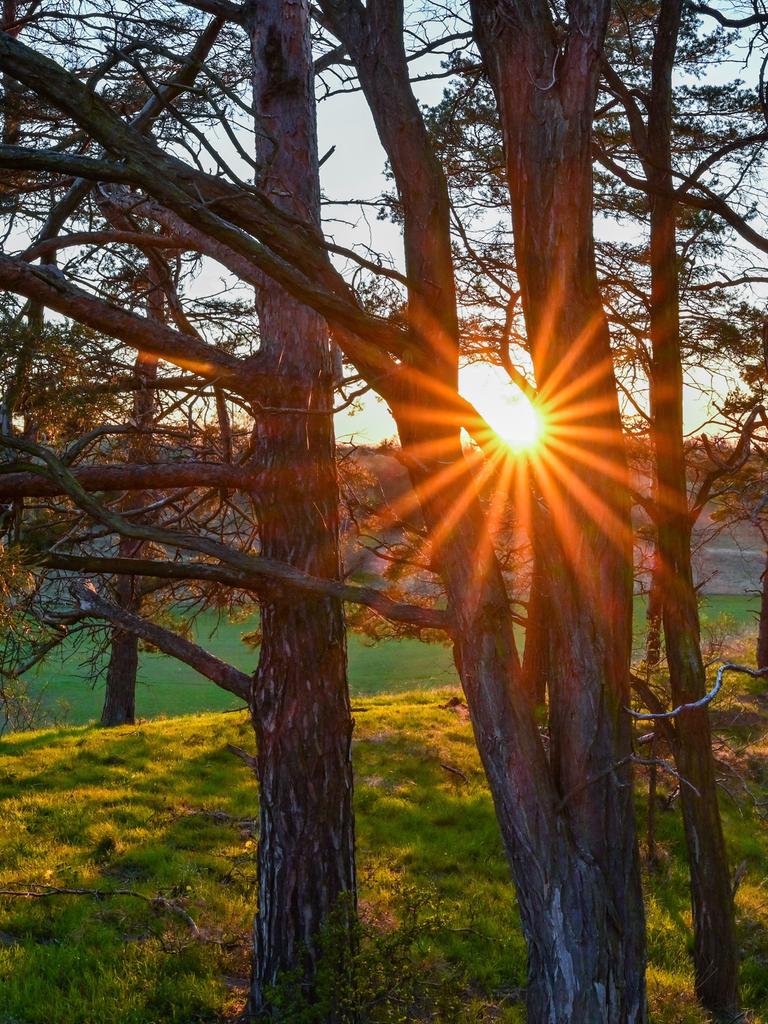 Die Abendsonne leuchtet durch die Äste von Bäumen auf einem Hügel am Rande des Oderbruchs. 