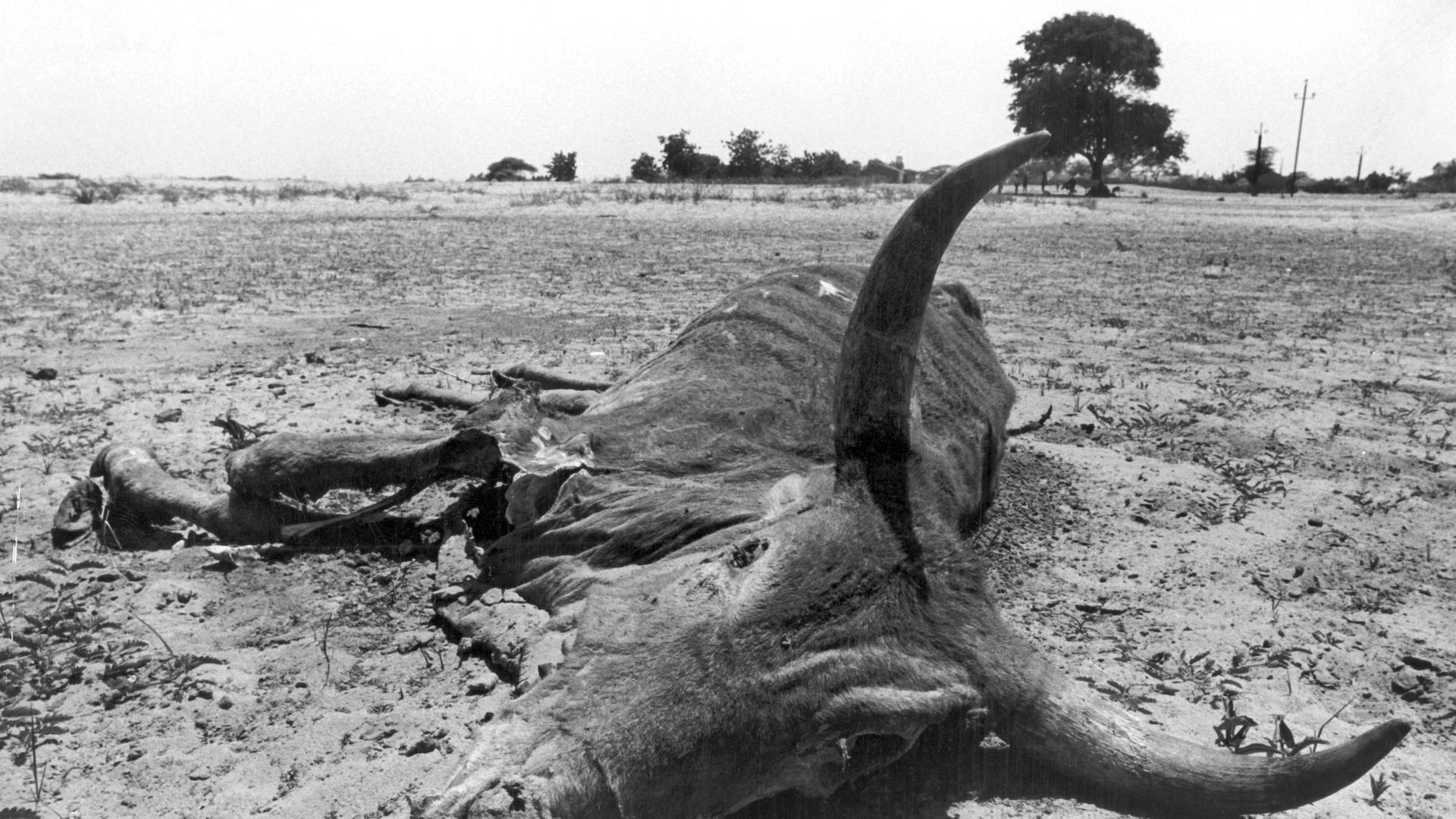 Kadaver eines Wasserbüffels in der Sahara in Mali Kadaver eines Wasserbüffels in der Sahara in Mali
