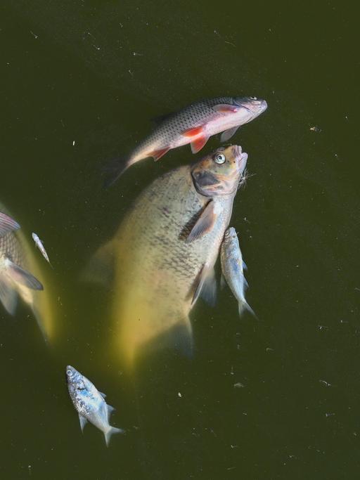 Tote Fische treiben im Wasser der Oder