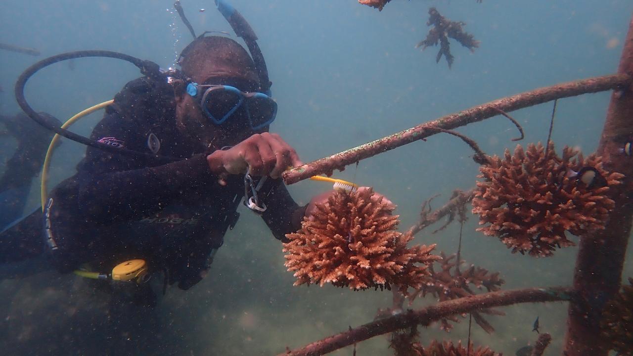 Ein Taucher säubert künstliche Korallenstrukturen im Indischen Ozean. 