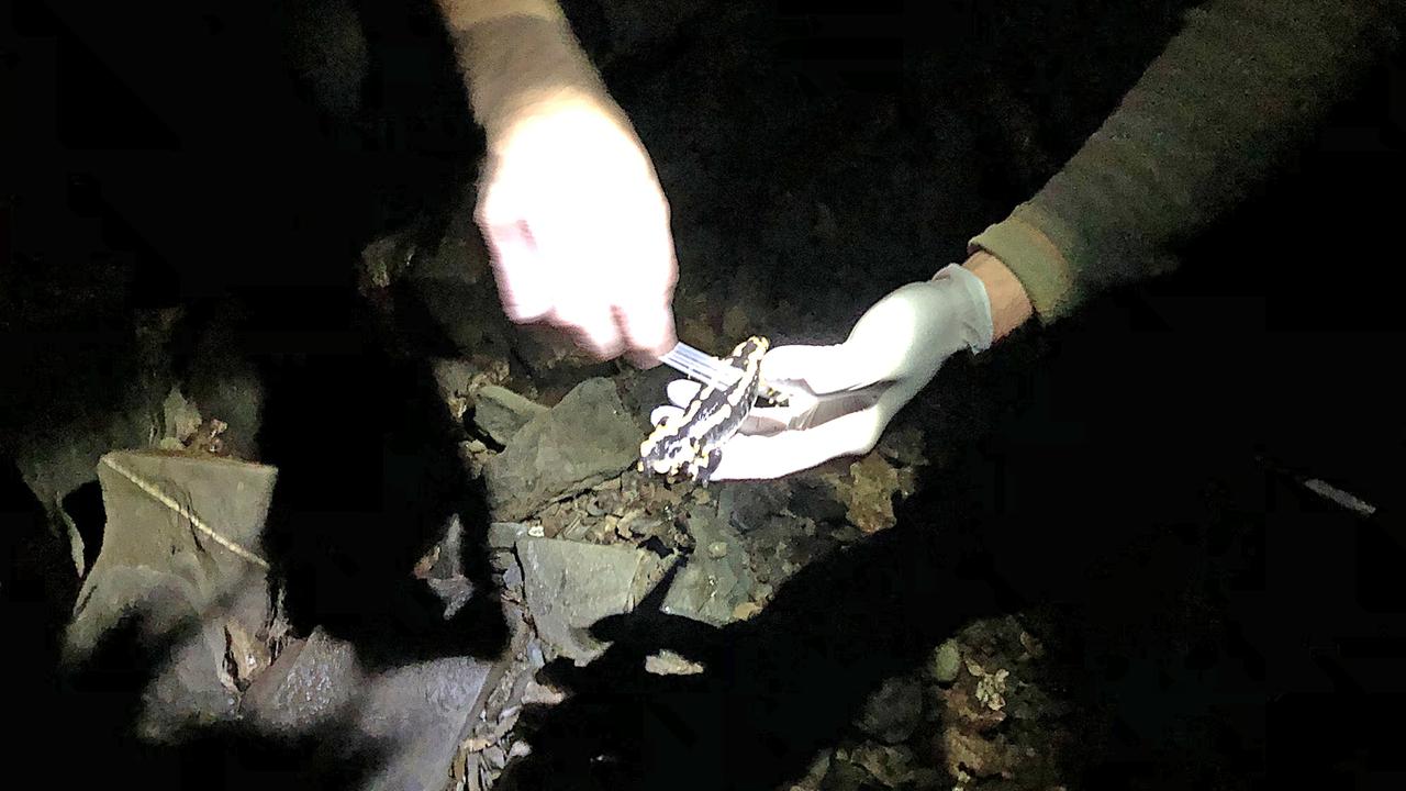 Lutz Dalbeck von der Biologischen Station Düren macht einen Hautabstrich bei einem Feuersalamander Lutz Dalbeck von der Biologischen Station Düren macht einen Hautabstrich bei einem Feuersalamander