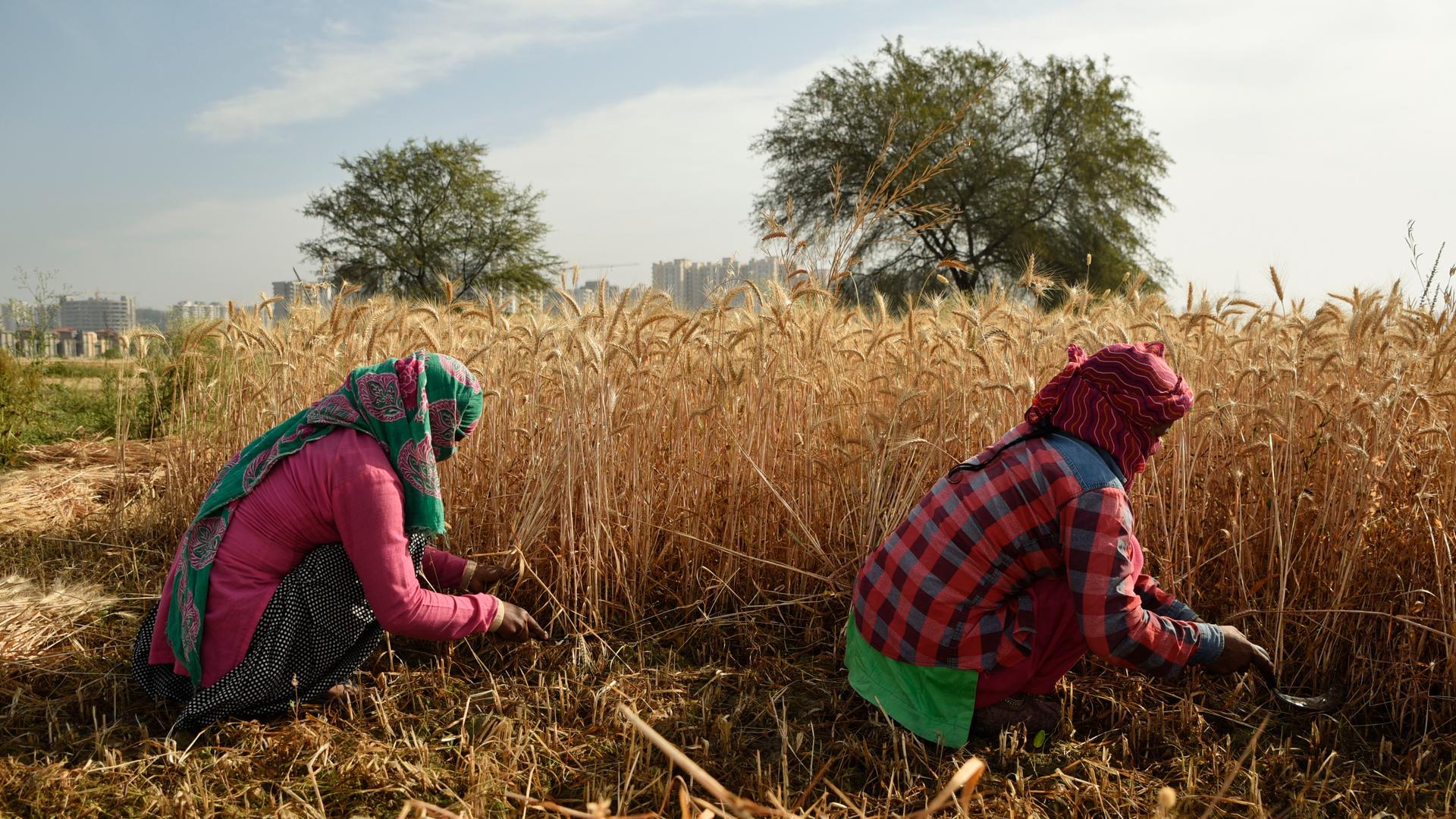 Indische Bäuerinnen ernten mit der Hand, auf einem Feld in der Nähe von Neu Delhi.