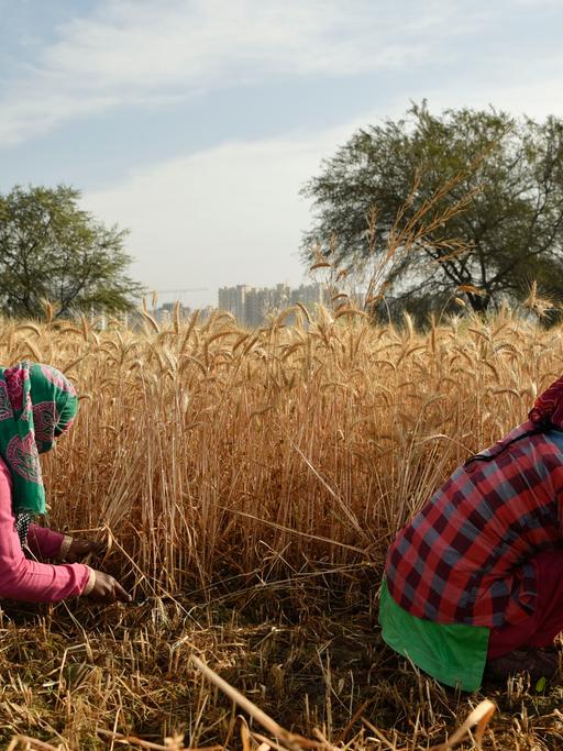 Indische Bäuerinnen ernten mit der Hand, auf einem Feld in der Nähe von Neu Delhi. 